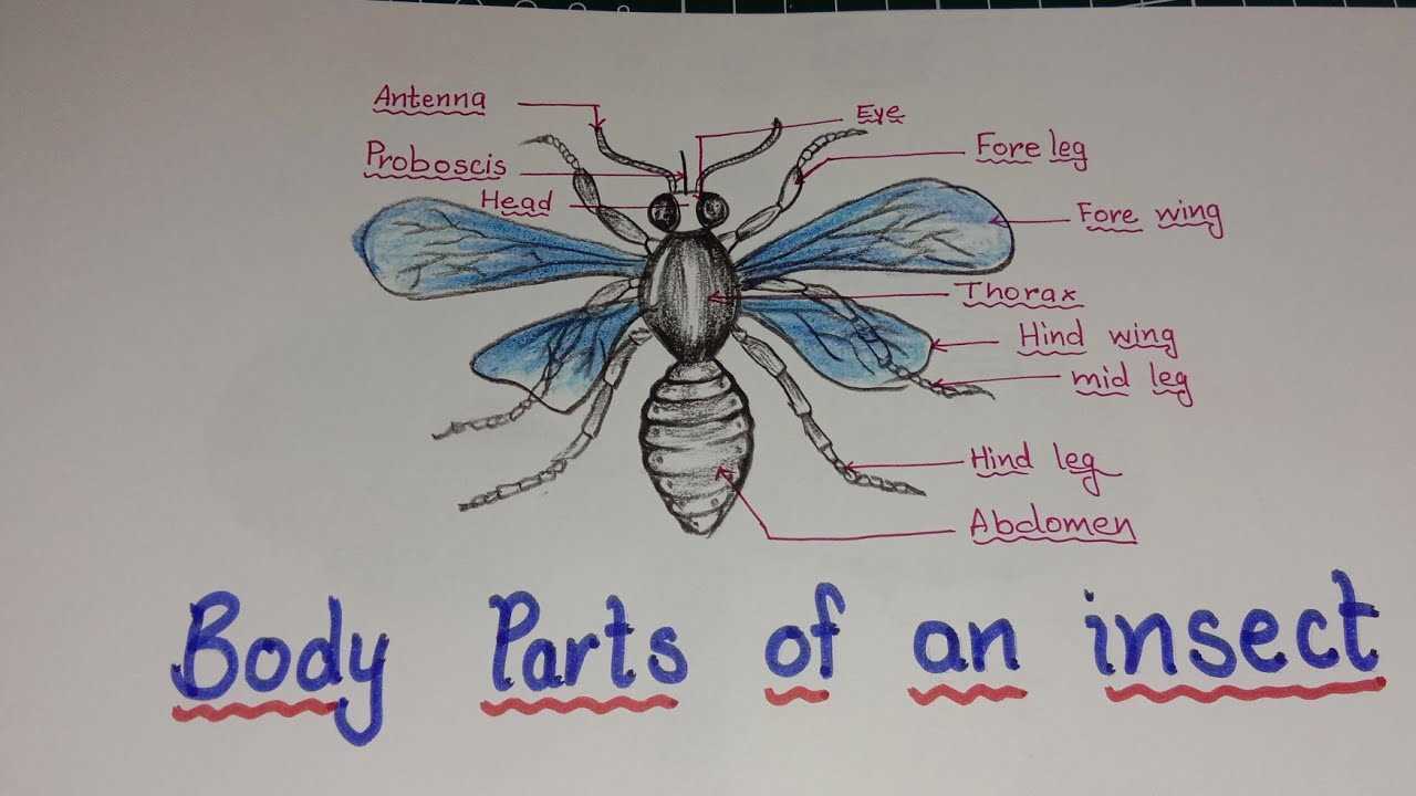 insect body parts diagram for kindergarten
