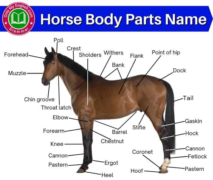 body parts of a horse diagram