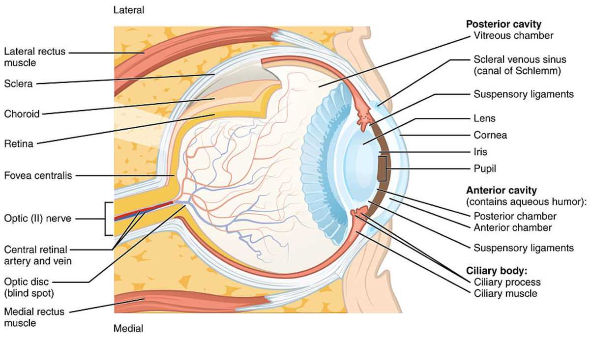 diagram of the parts of the eye