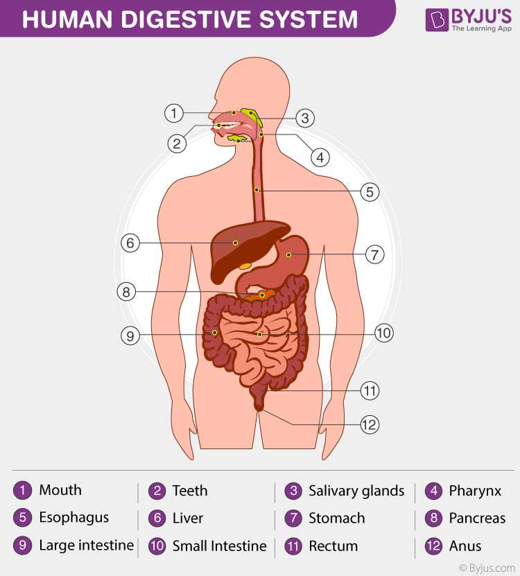 inner body parts diagram