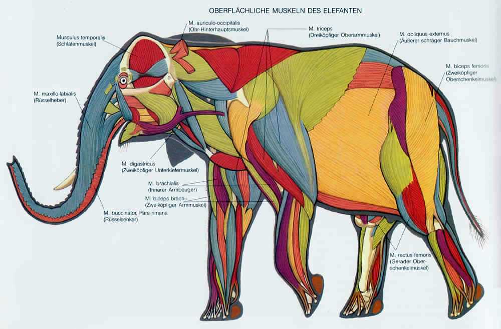 elephant body parts diagram