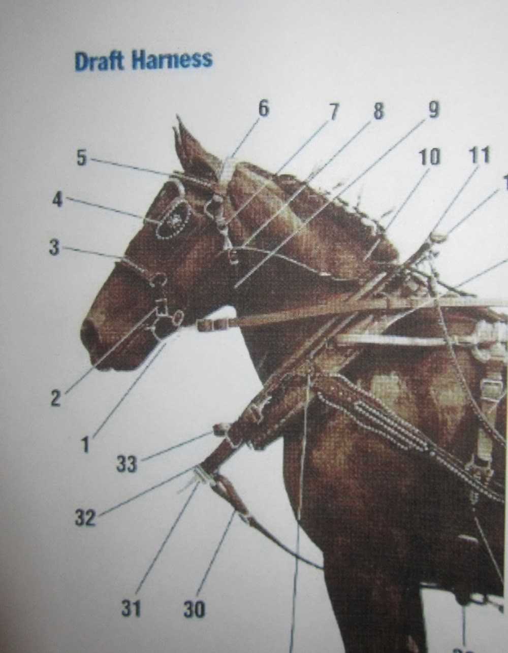 parts of a horse harness diagram