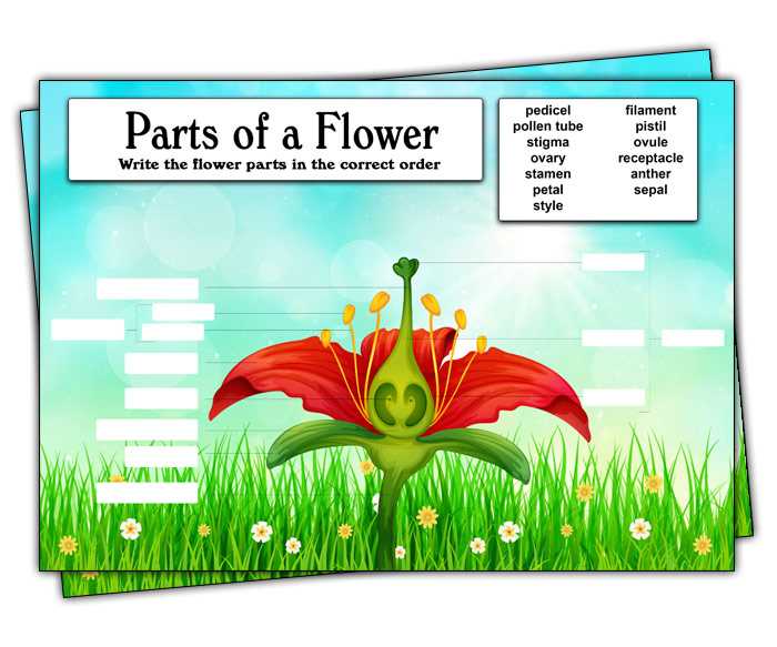 diagram of flower parts