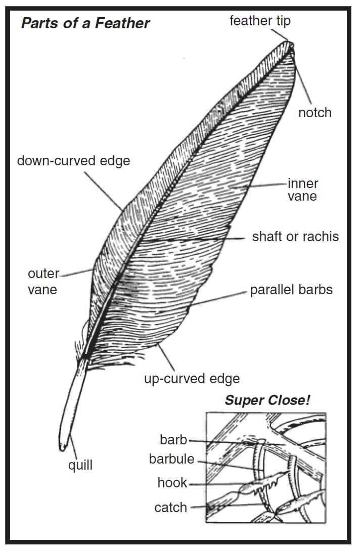 parts of a feather diagram