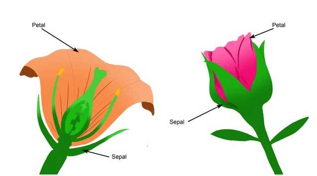 male and female parts of a flower diagram