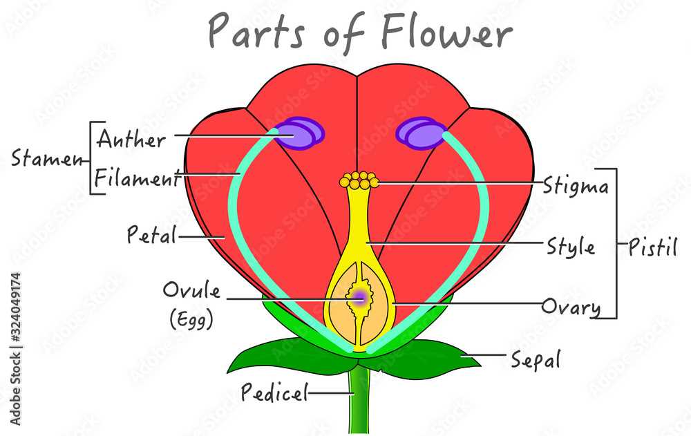 flower parts diagram