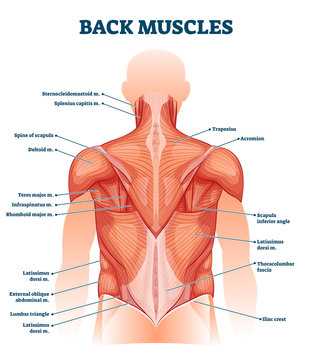 external body parts diagram