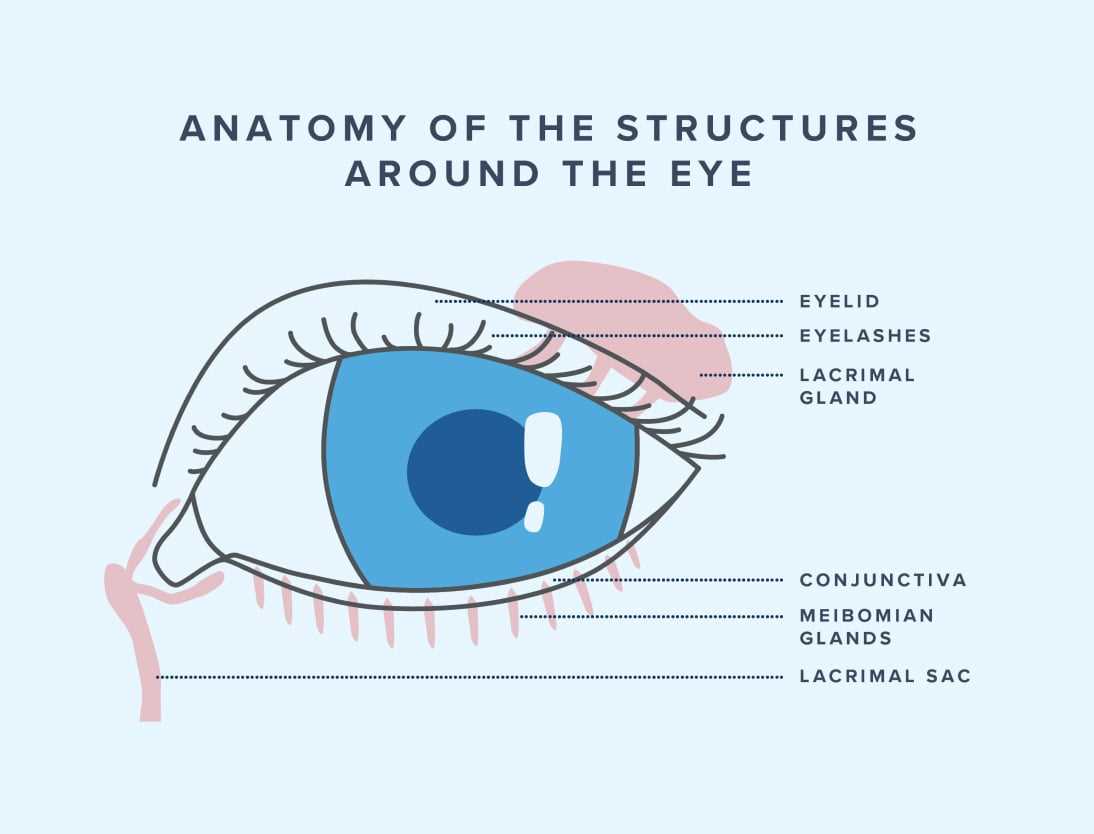 diagram of the parts of the eye