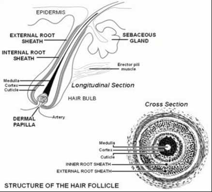 hair parting diagram