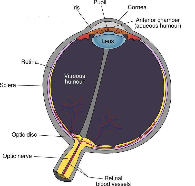 diagram of the parts of the eye