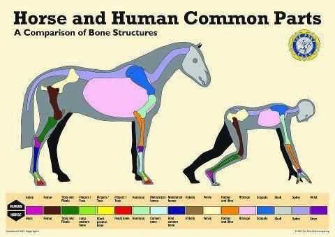 horse body parts diagram