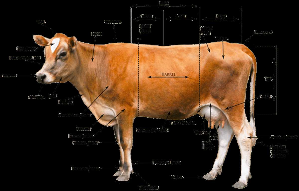 parts of a cow diagram