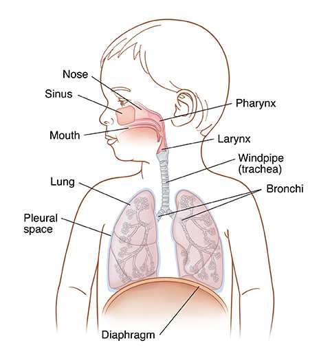 lung parts diagram