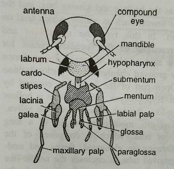 mouth parts of cockroach diagram