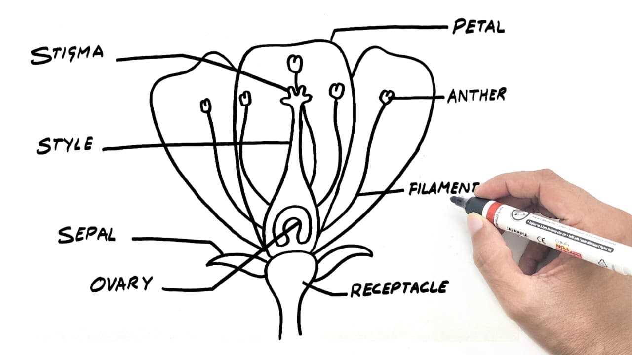 flower reproductive parts diagram