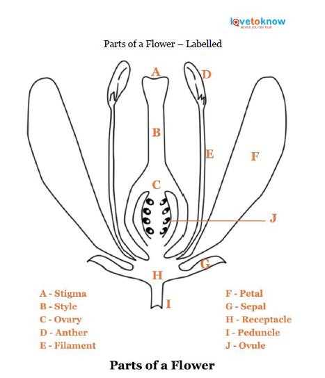 diagram of female part of flower