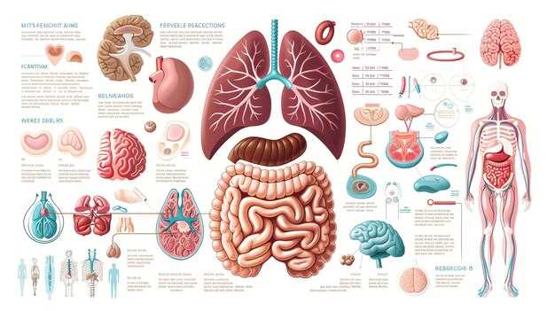 internal body parts diagram