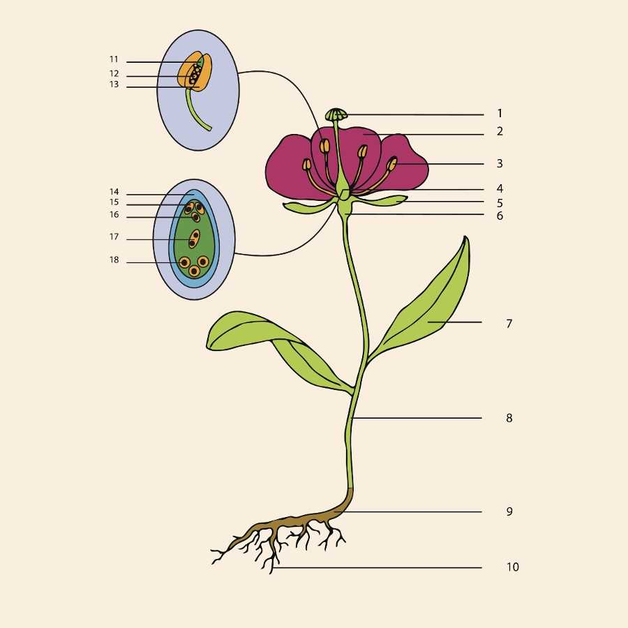 male parts of a flower diagram