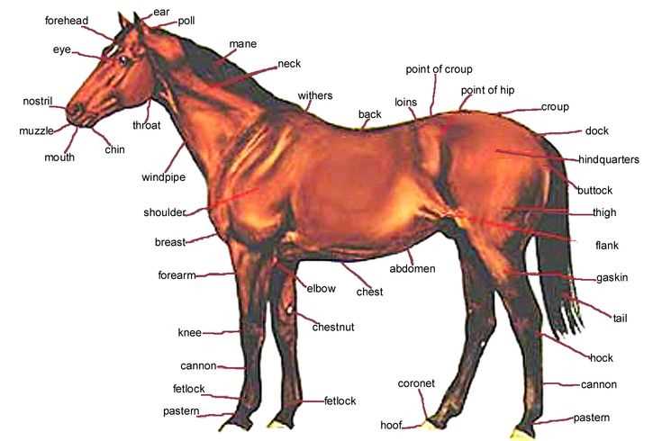 horse body parts diagram