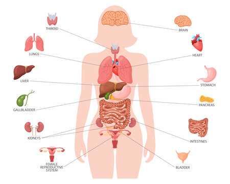 human internal body parts diagram