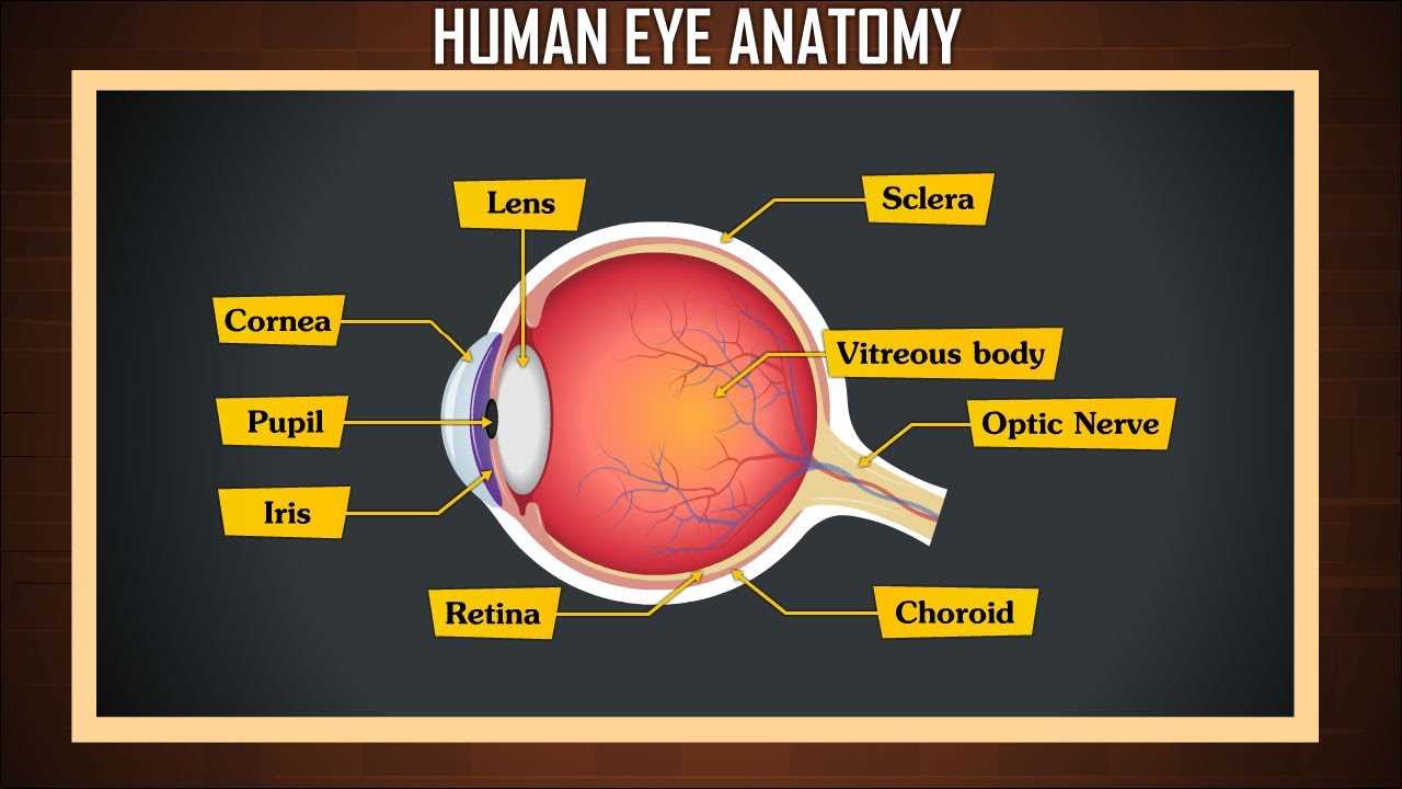 diagram of the parts of the eye