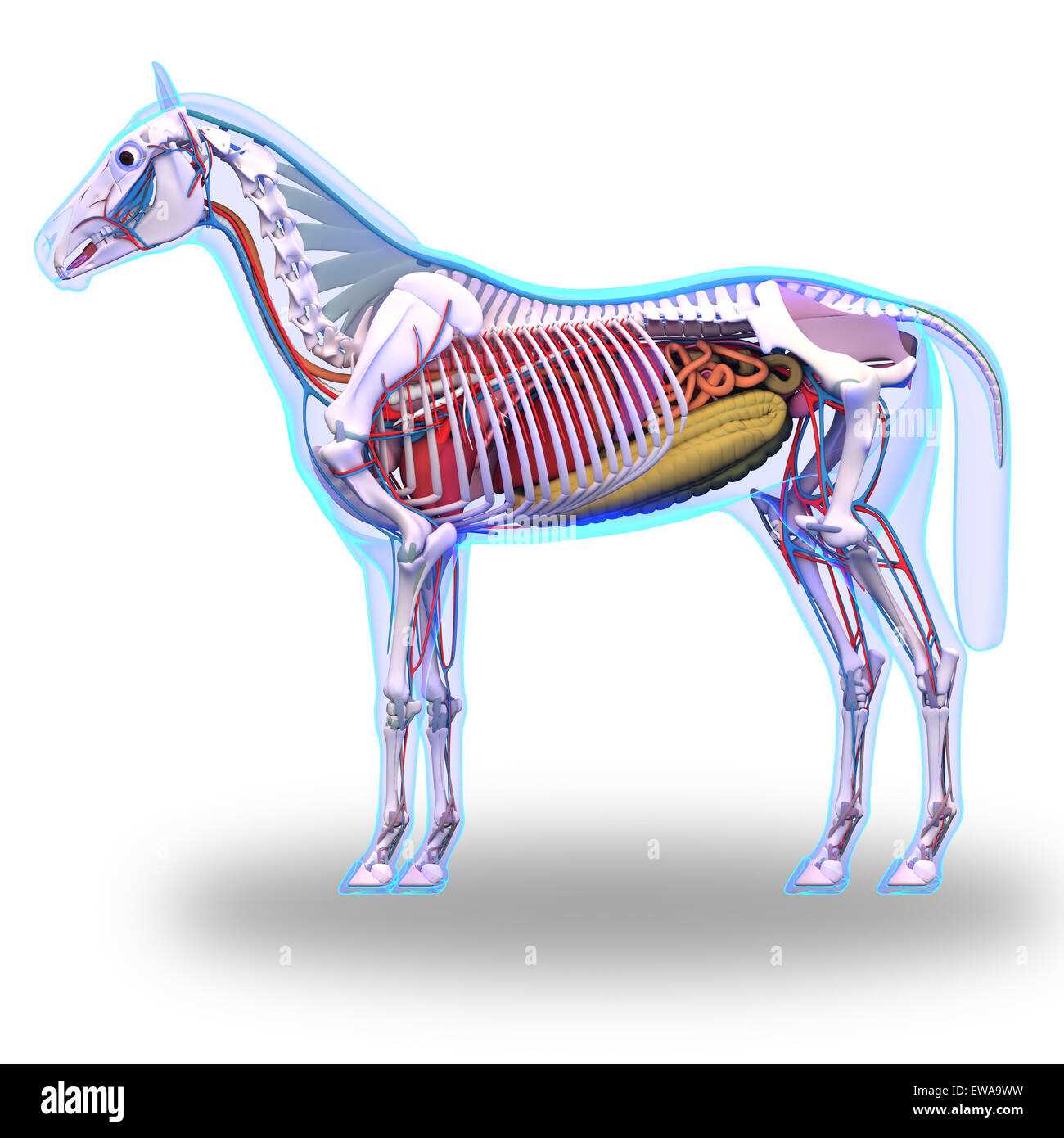 horse body parts diagram