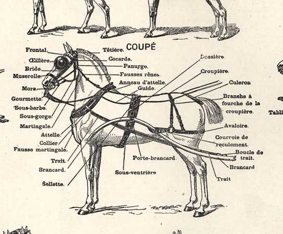 parts of a horse harness diagram