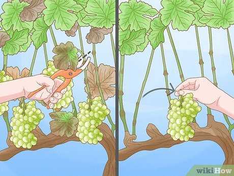 parts of a grape vine diagram