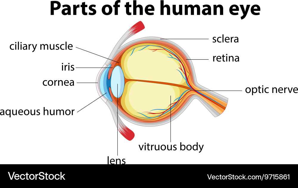 eye diagram parts