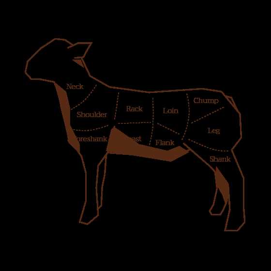 lamb parts diagram