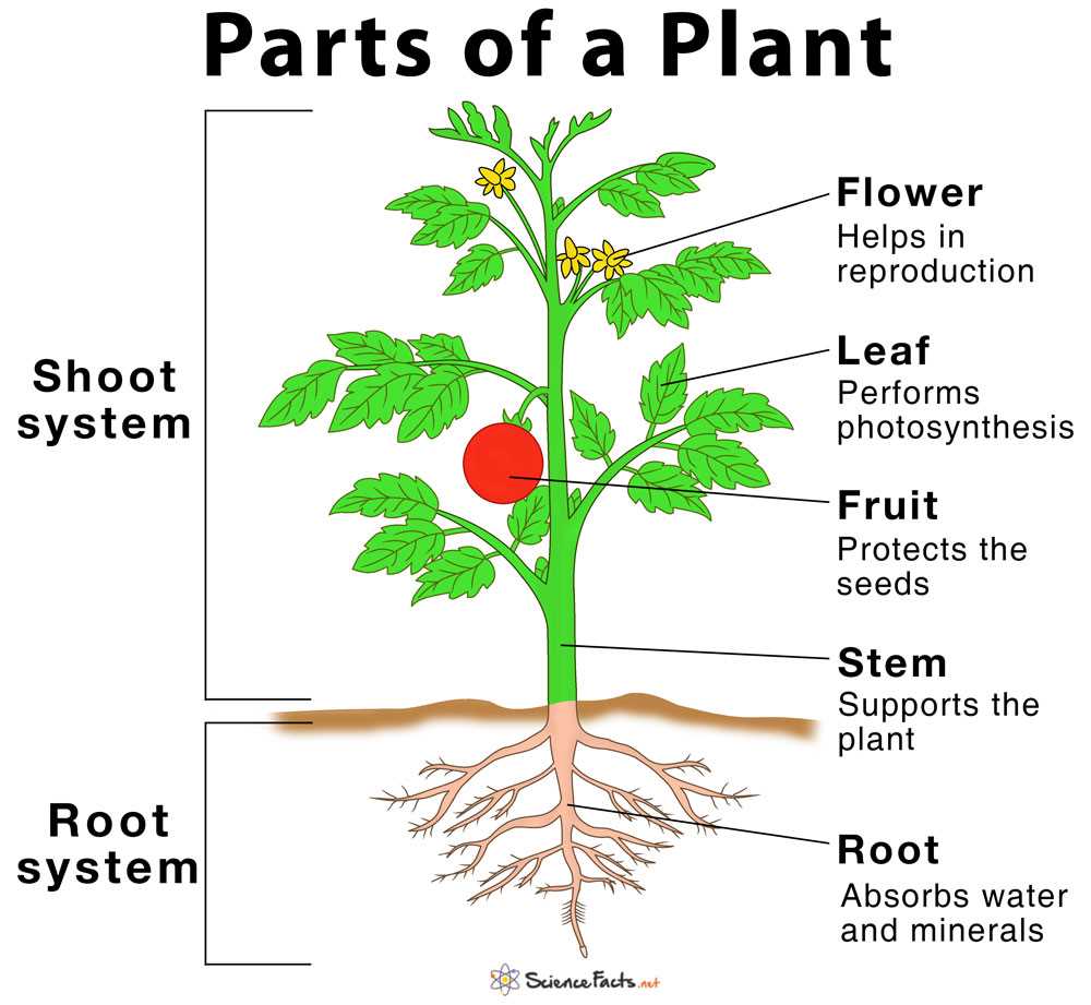 parts of a plant cell diagram