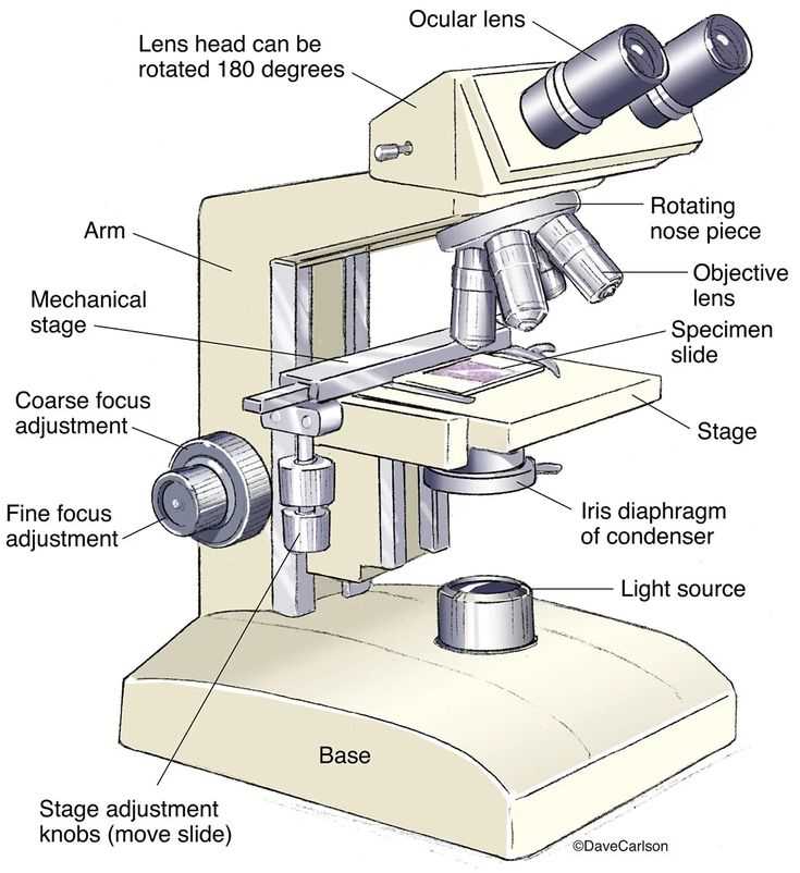 diagram of parts of a microscope