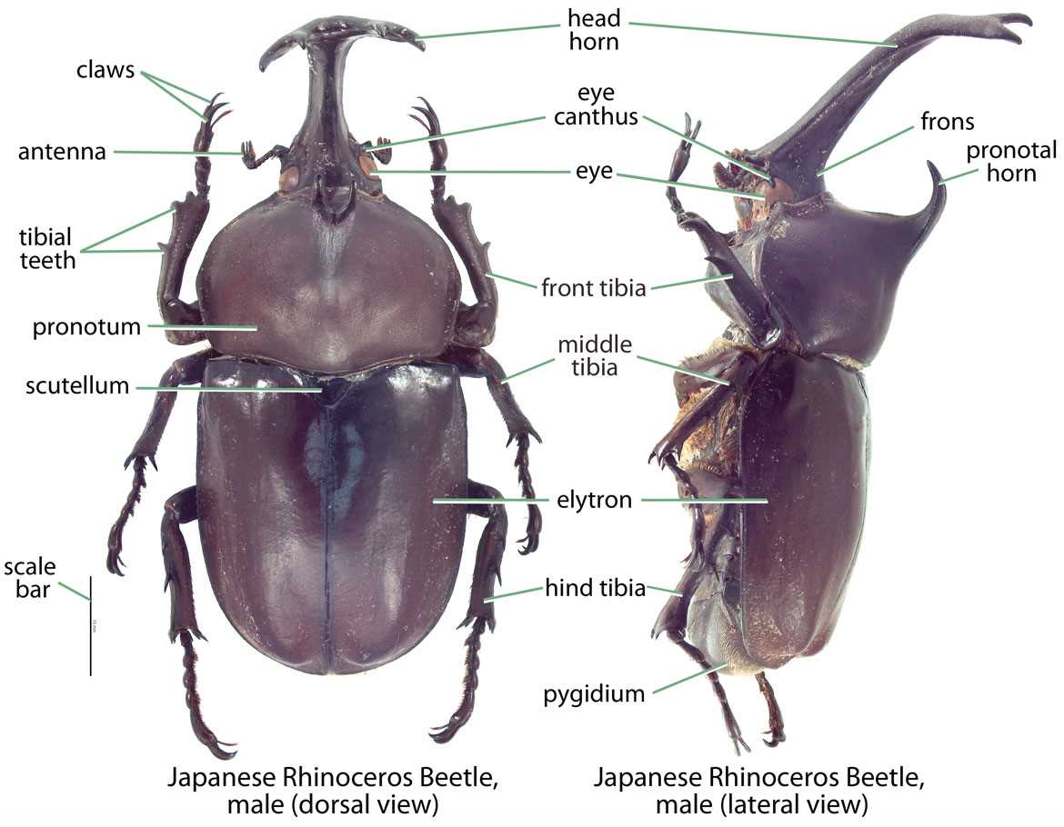 parts of a beetle diagram
