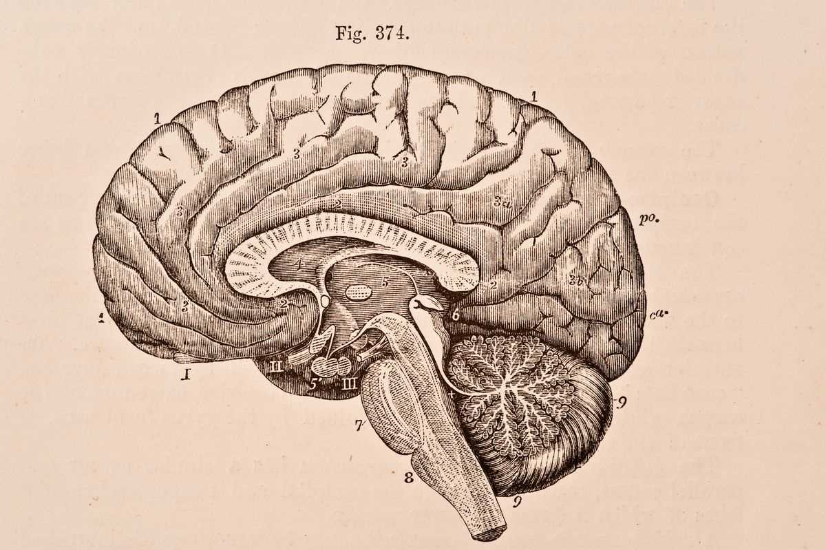 major parts of the brain diagram