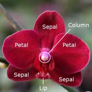 orchid flower parts diagram