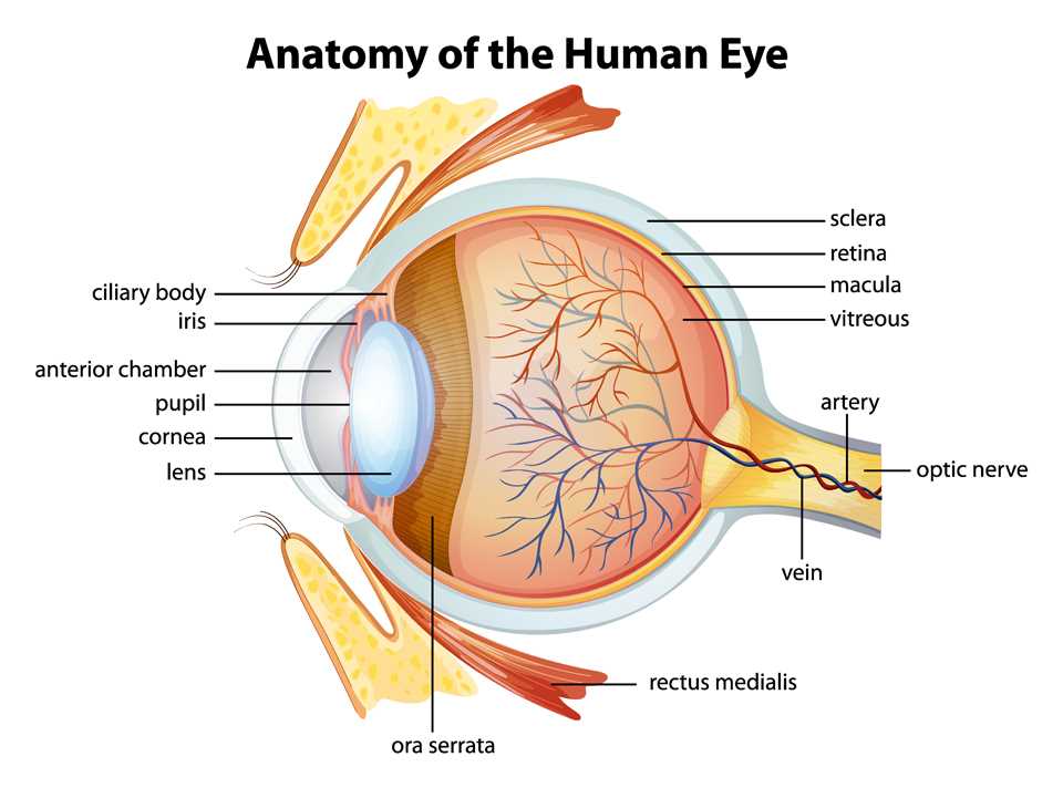 eye glasses parts diagram