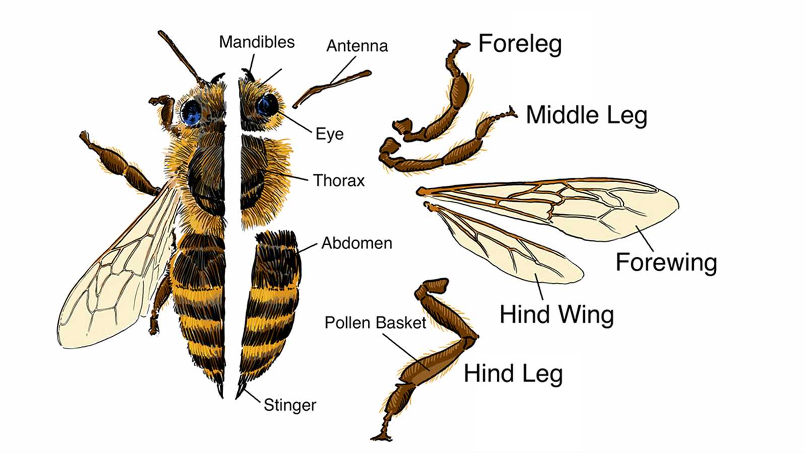 insect body parts diagram for kindergarten