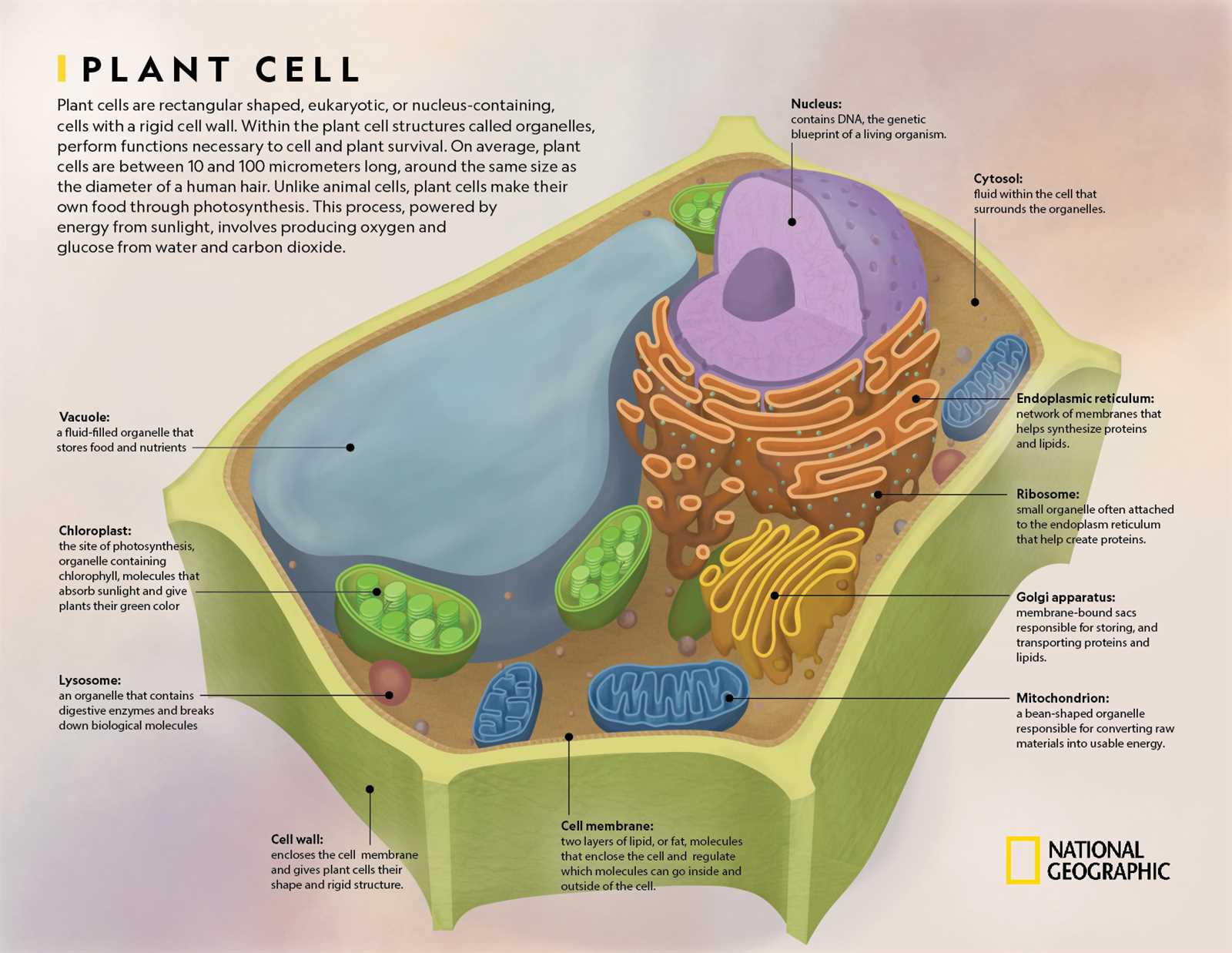 parts of a plant cell diagram