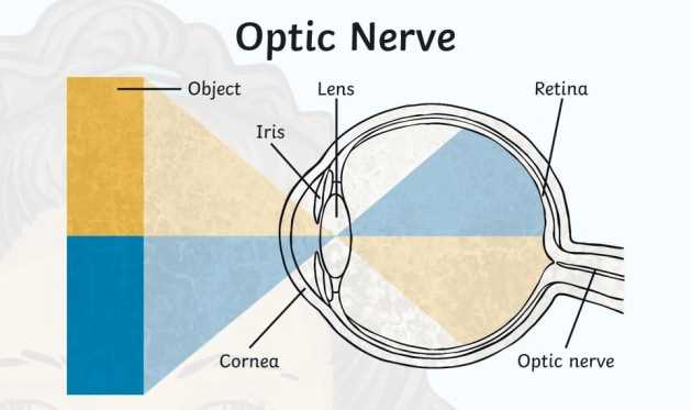 diagram of the parts of the eye