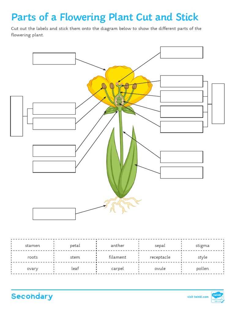 parts of a flowering plant diagram