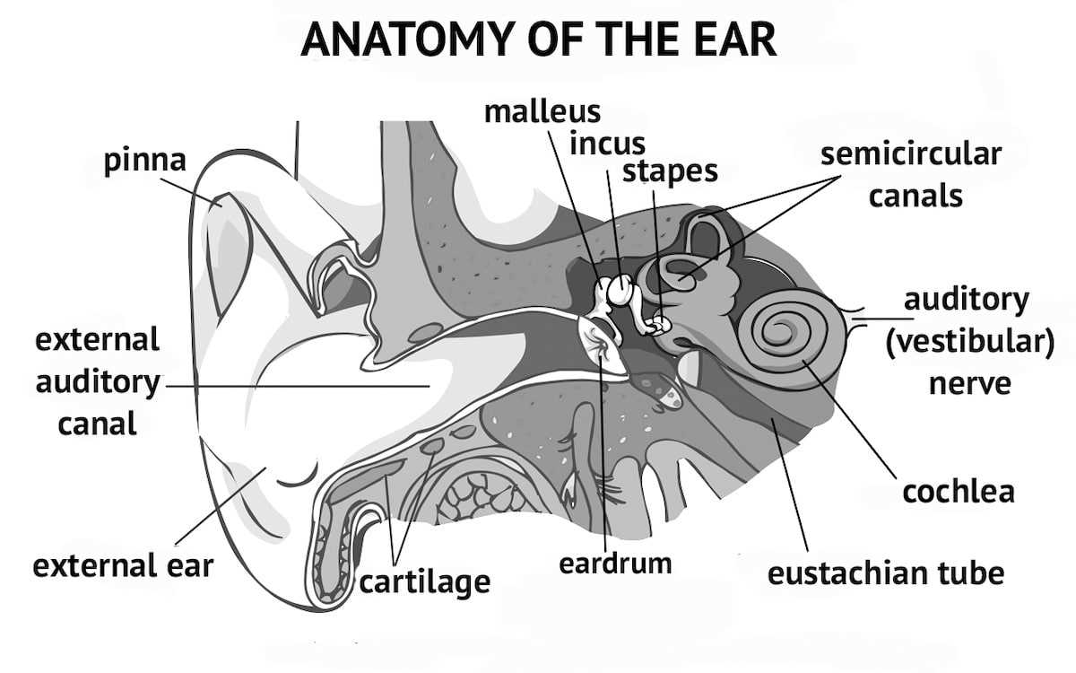 ear diagram parts